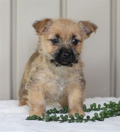 With the right amount of love, attention, and care, your Cairn Terrier will be a welcome addition to your home. . Cairn terrier for sale craigslist